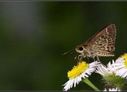 国产采精小蝴蝶