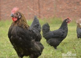 国产老鸡露脸视频,揭秘神秘幕后故事